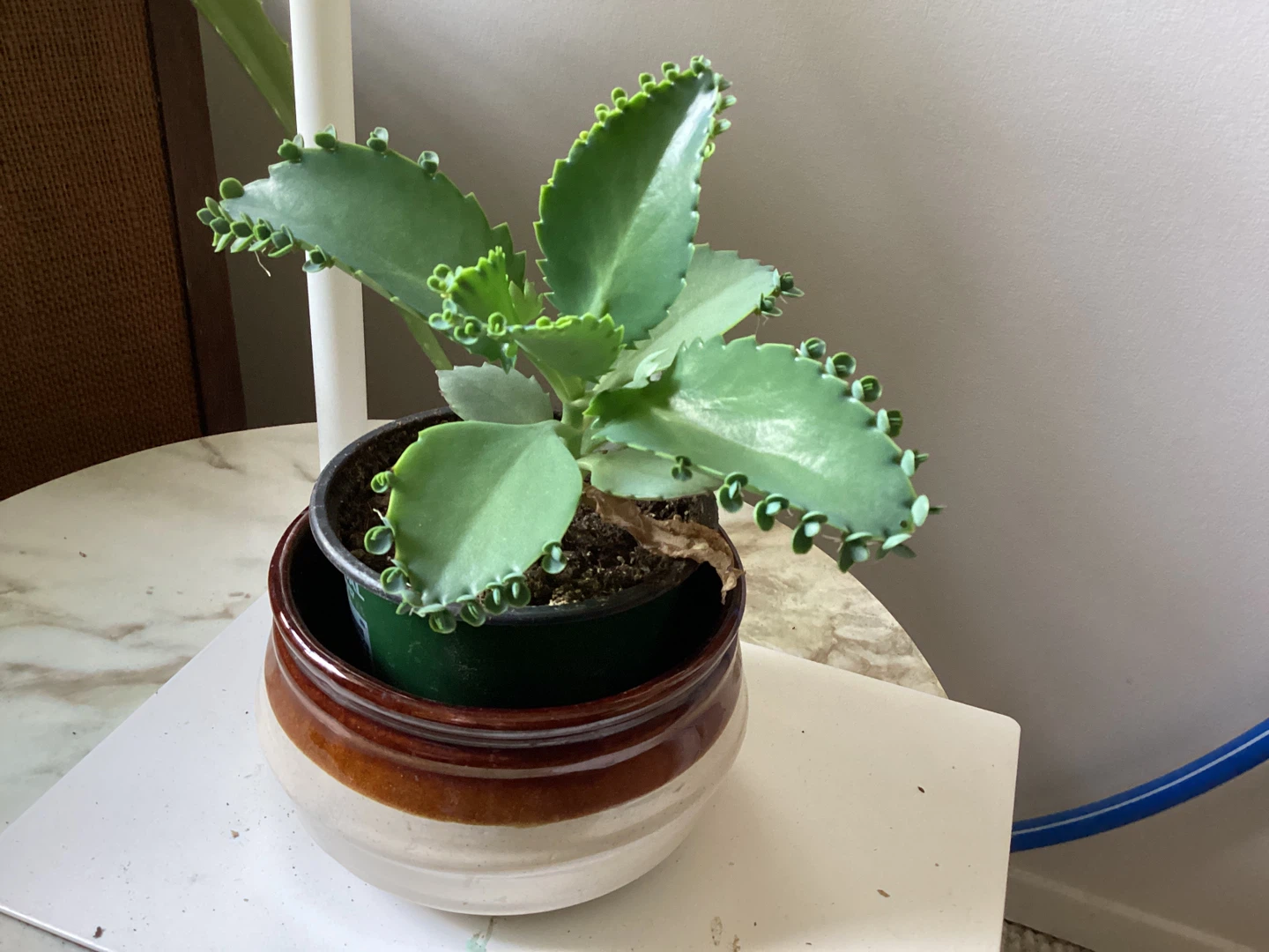 Delivered Spider Plants (etc) air purifiers, pet + child safe - photo 4