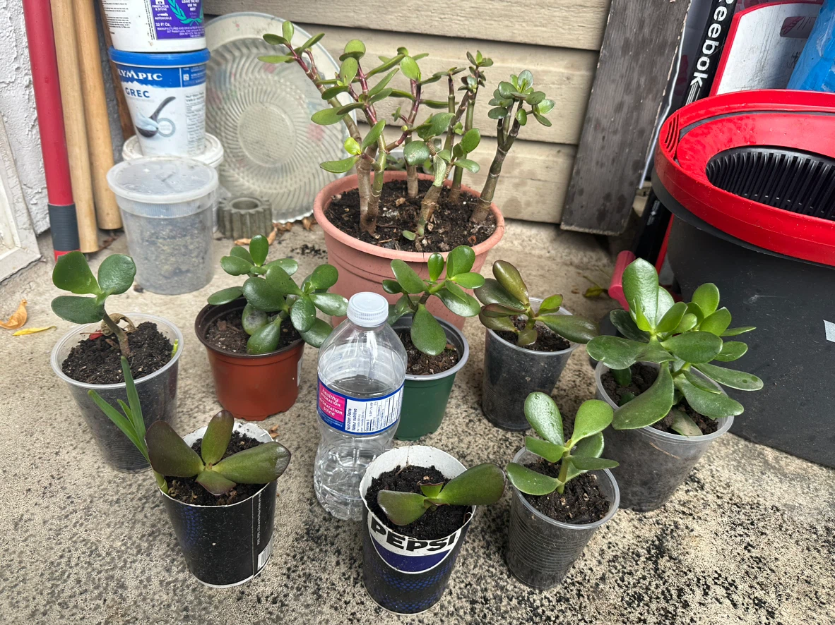 Jade plant collection