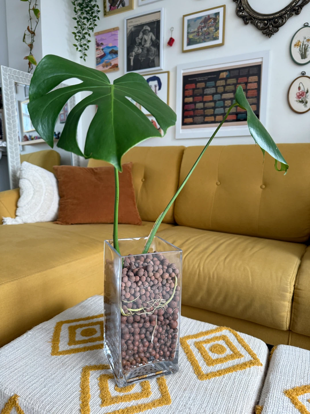 Mature Monstera Deliciosa in Semi-Hydro Glass Vase