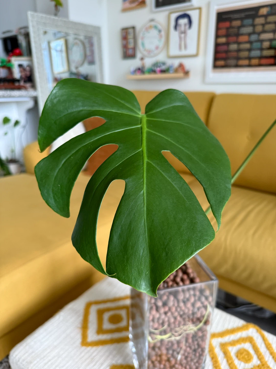 Mature Monstera Deliciosa in Semi-Hydro Glass Vase - photo 2