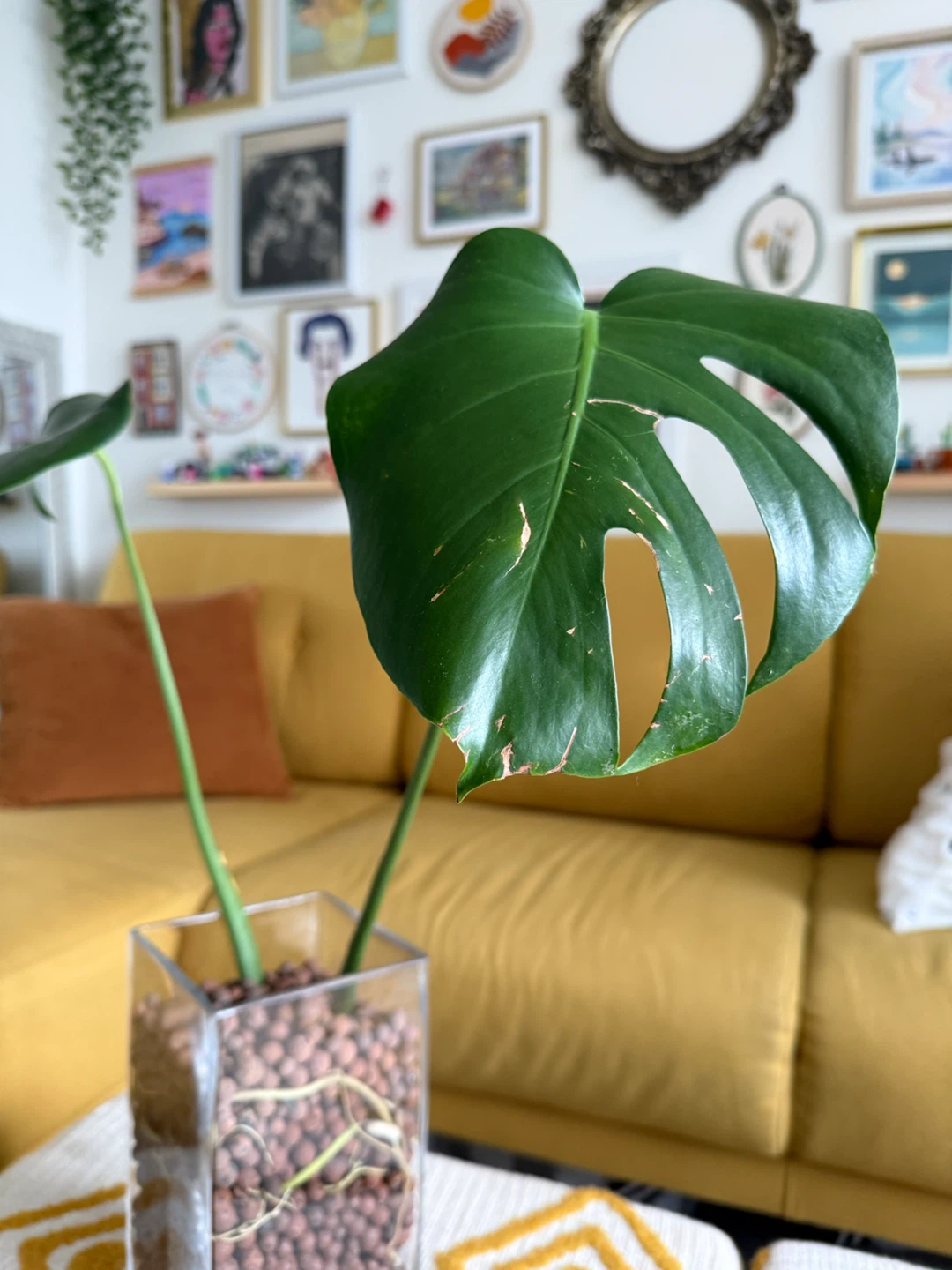 Mature Monstera Deliciosa in Semi-Hydro Glass Vase - photo 3
