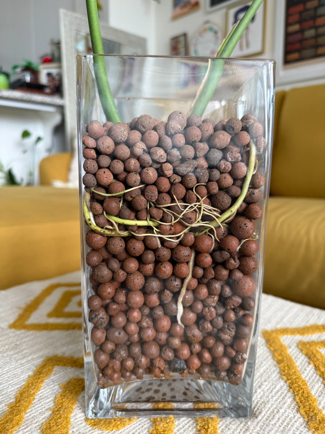 Mature Monstera Deliciosa in Semi-Hydro Glass Vase - photo 4