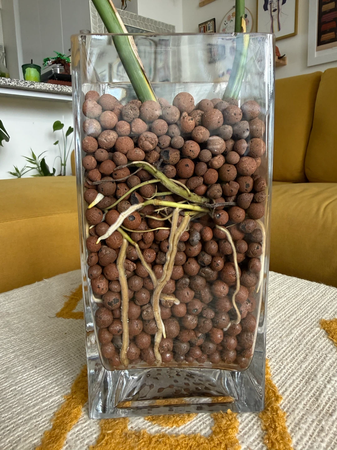 Mature Monstera Deliciosa in Semi-Hydro Glass Vase - photo 5