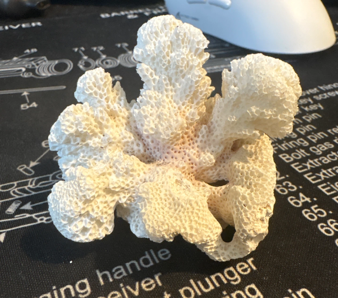 Natural Decorative White Coral Specimen
