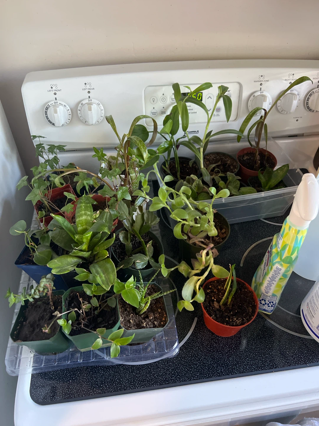 Assorted Indoor Houseplants