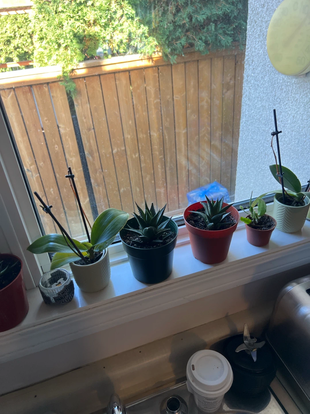 Assorted Indoor Houseplants - photo 2