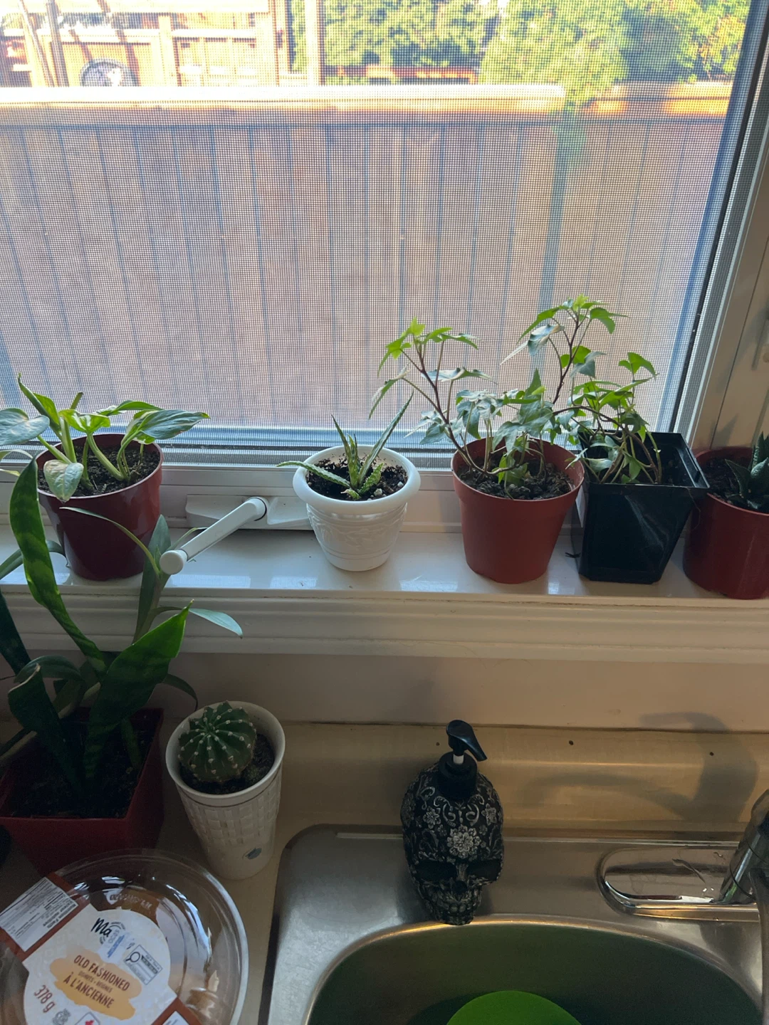 Assorted Indoor Houseplants - photo 3