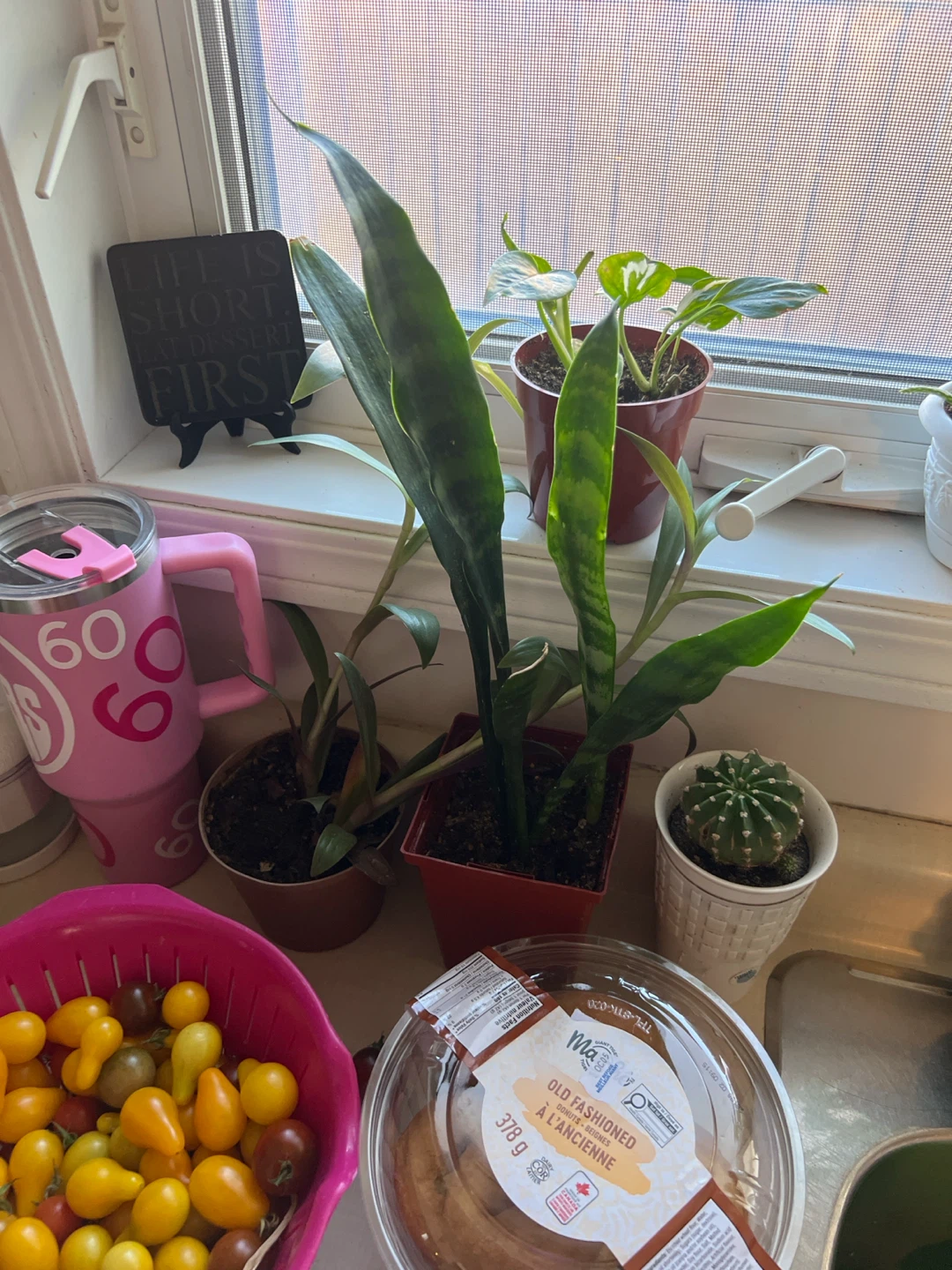 Assorted Indoor Houseplants - photo 4