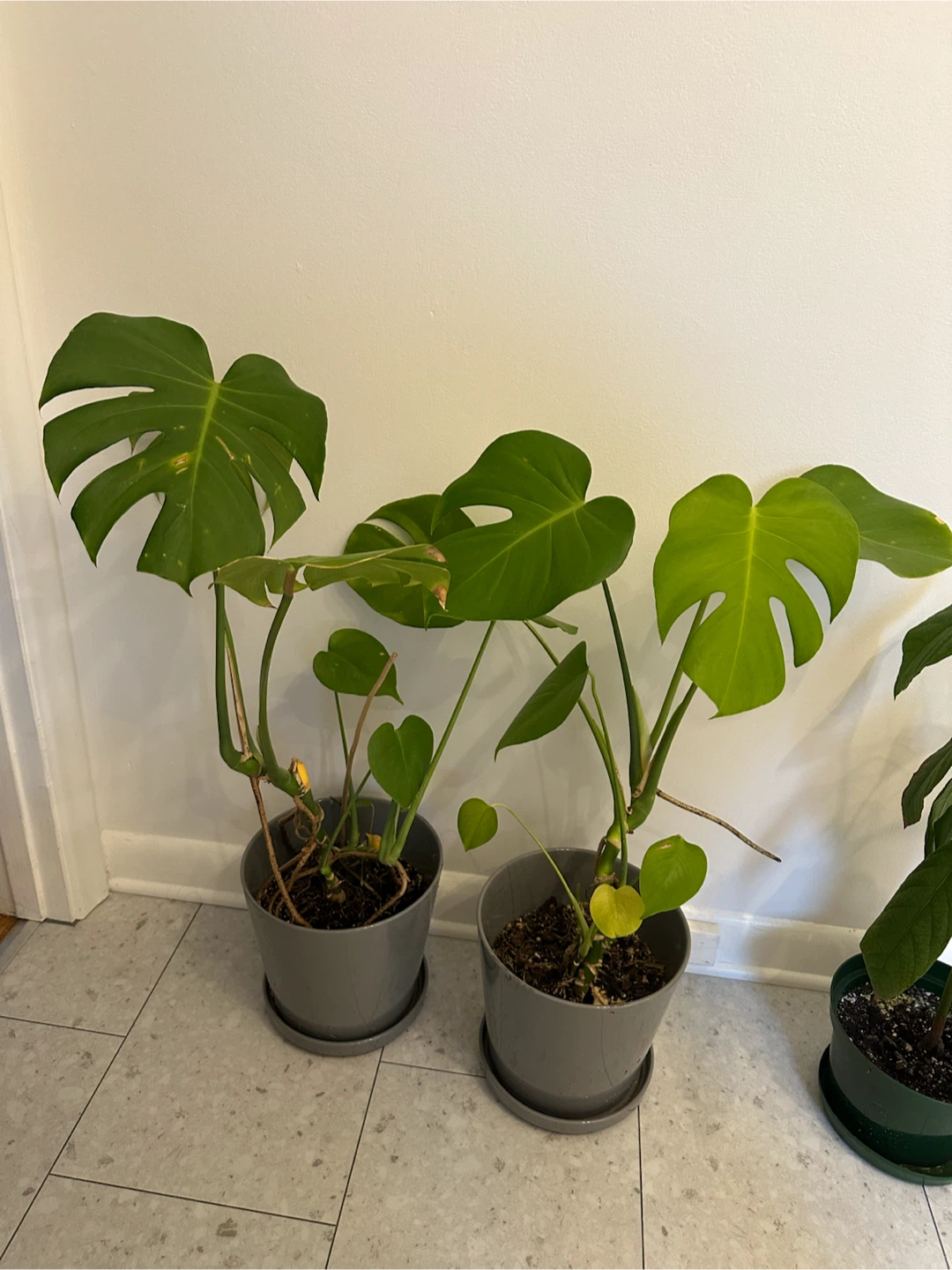 Monstera Deliciosa Plant in Grey Pot - photo 2