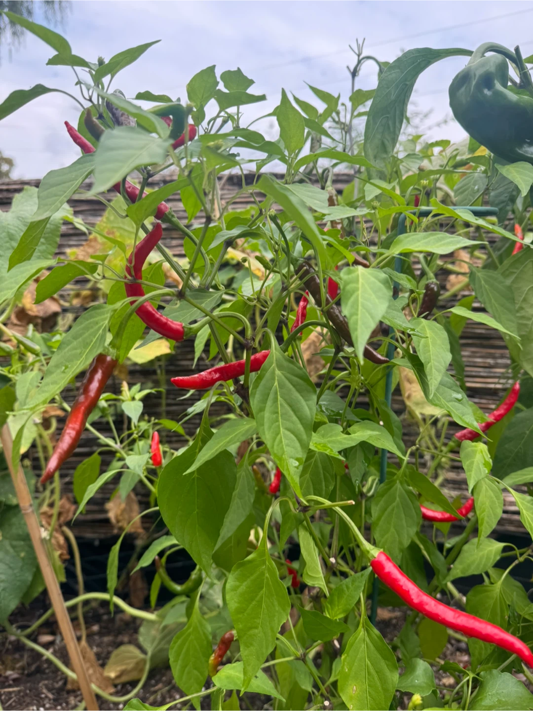 Calabrian Chilli plant
