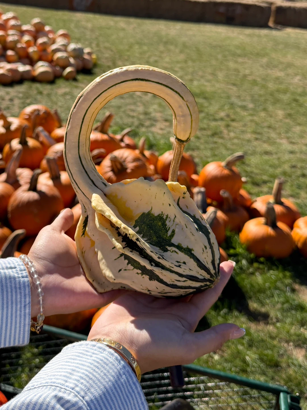 Swan-Neck Gourd