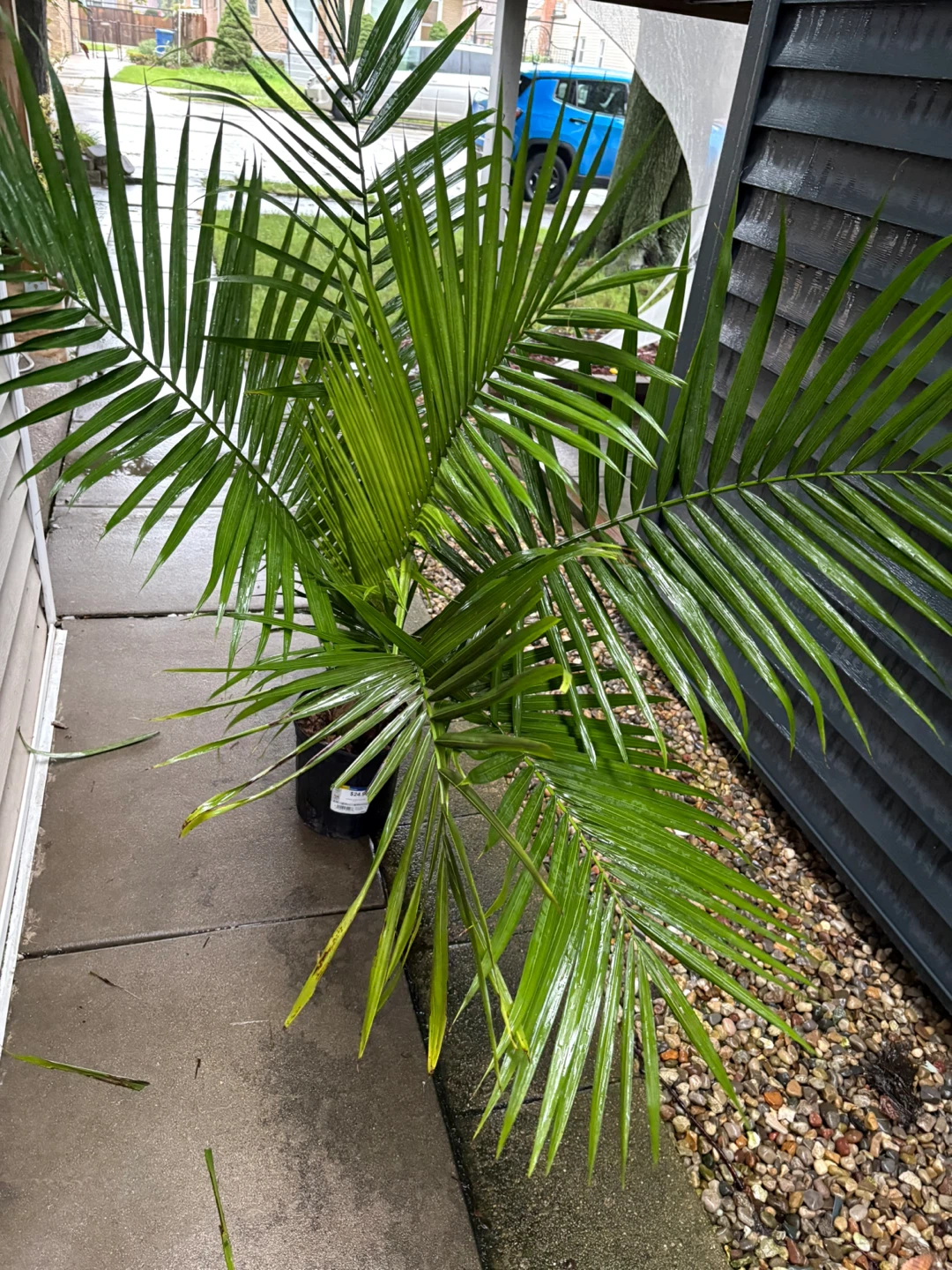 Majesty Palm Plant