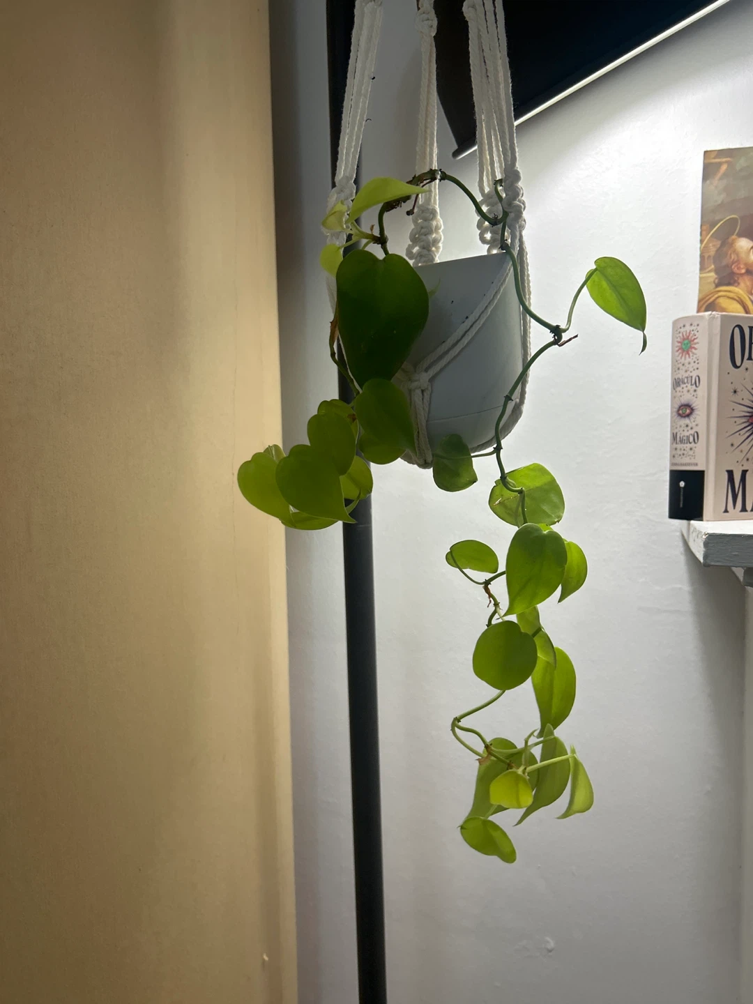 Neon Philodendron with Macrame Hanger