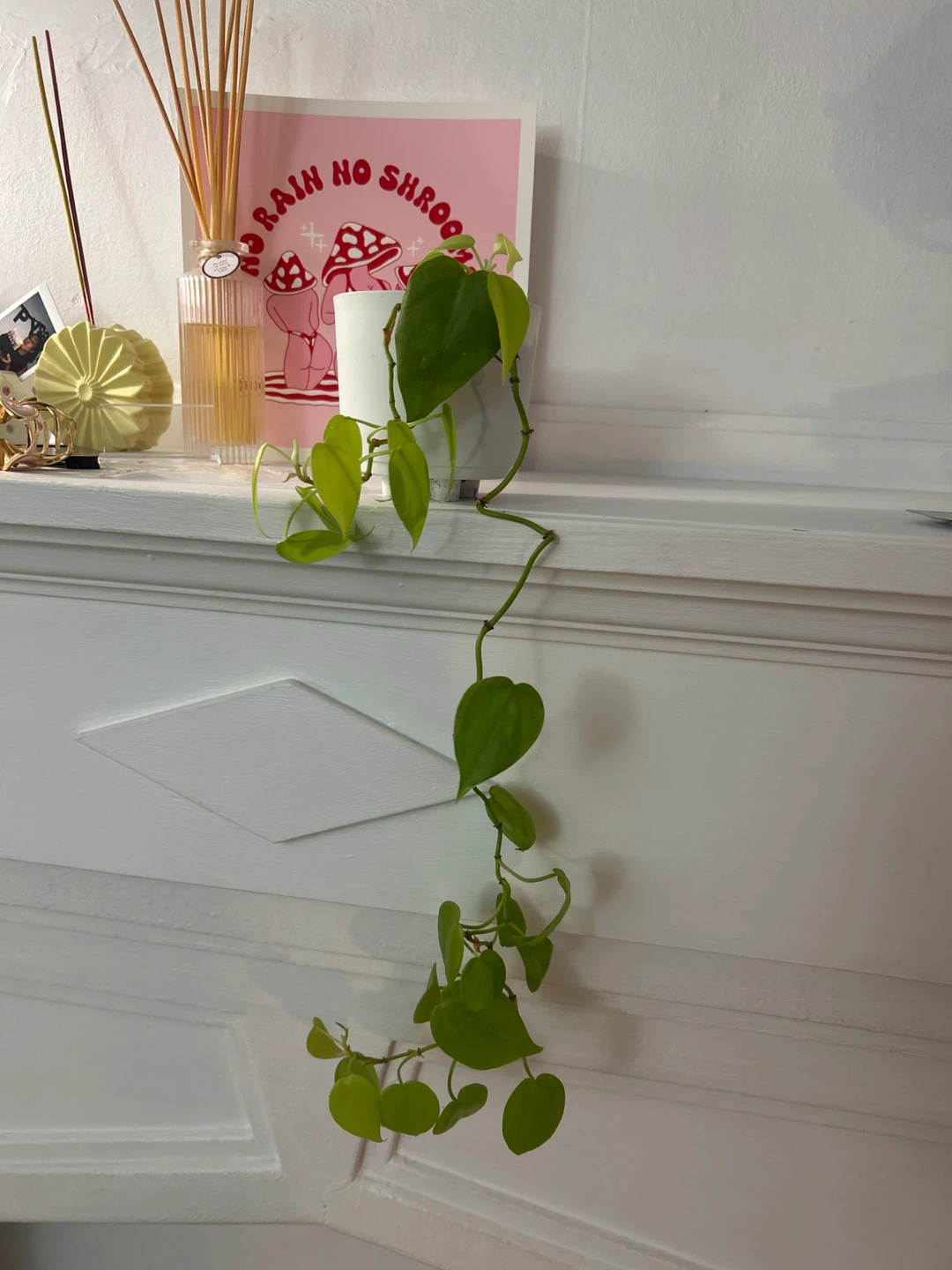 Neon Philodendron with Macrame Hanger - photo 2