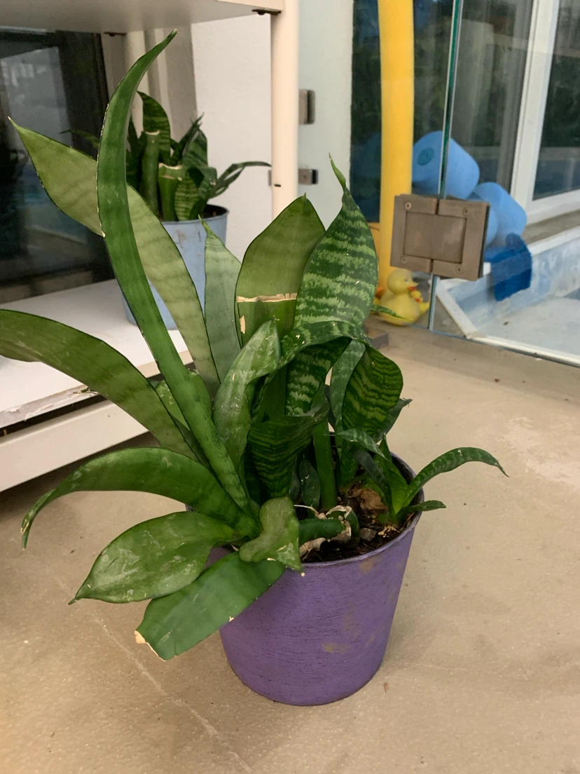 Snake Plant in Purple Pot