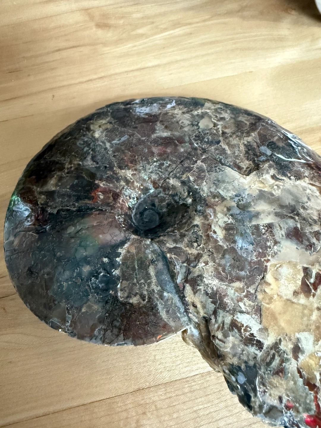 Natural Ammonite Fossil Specimen