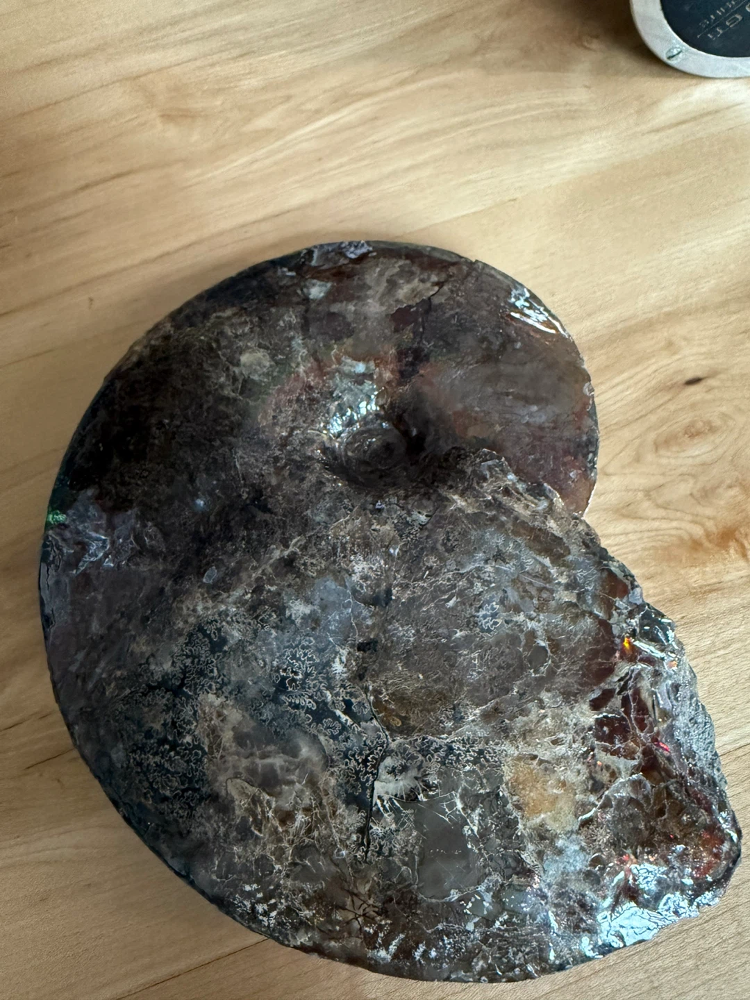 Natural Ammonite Fossil Specimen - photo 4