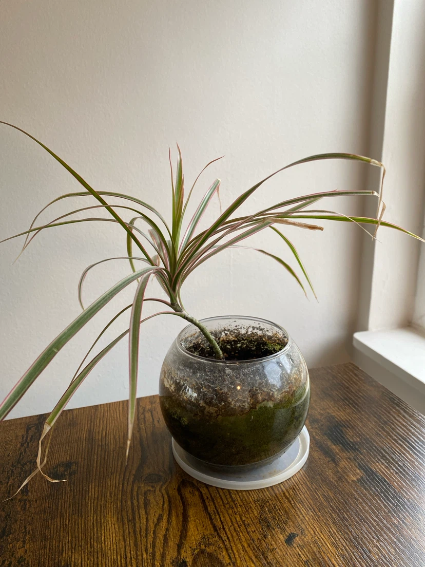 Dracaena Marginata plant in glass bowl