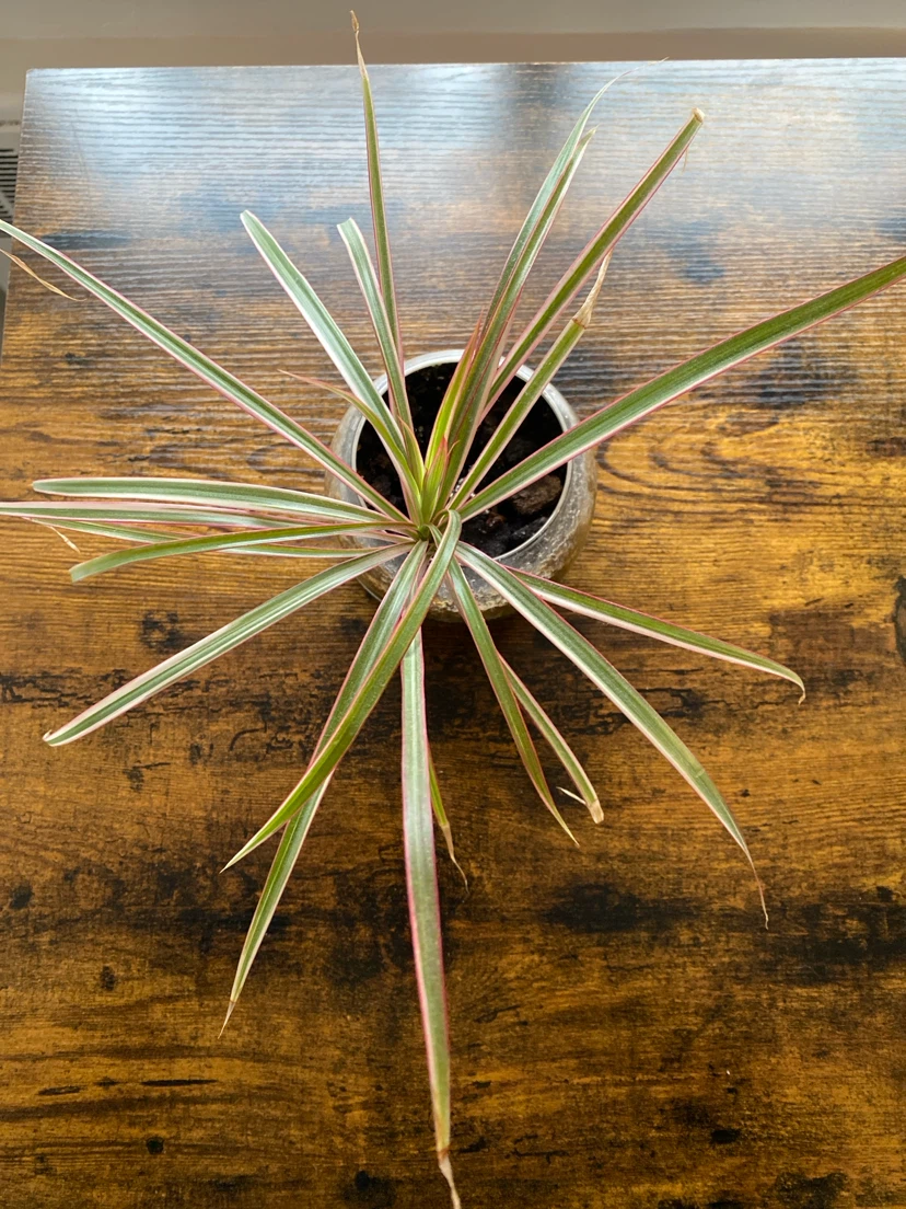 Dracaena Marginata plant in glass bowl - photo 2