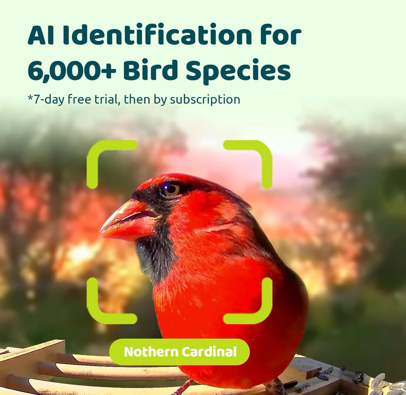 Birdfy Smart Bird Feeder with Camera - photo 5