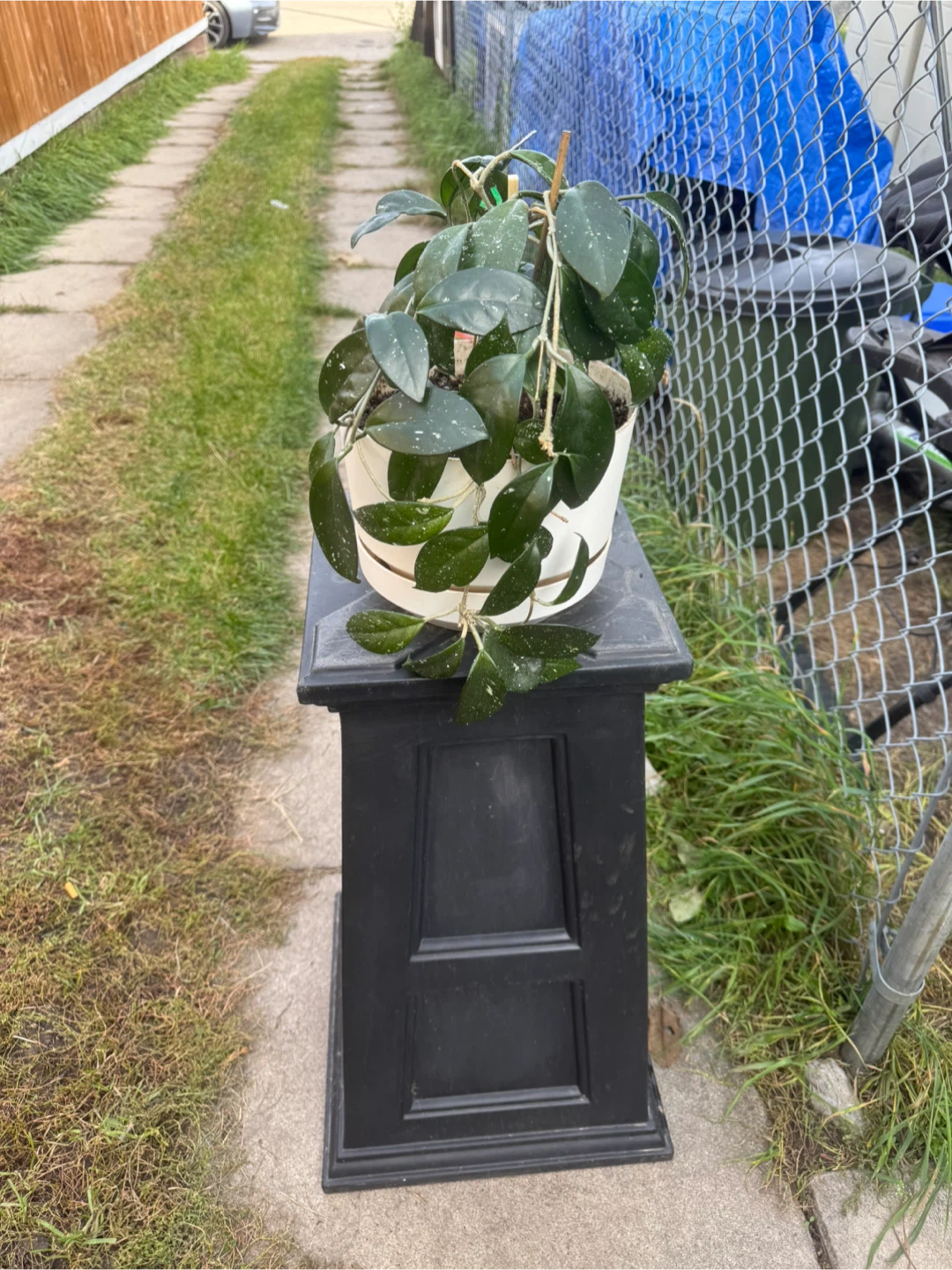 Hoya Pubicalyx houseplant