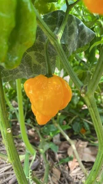 Scotch Bonnet Pepper plant