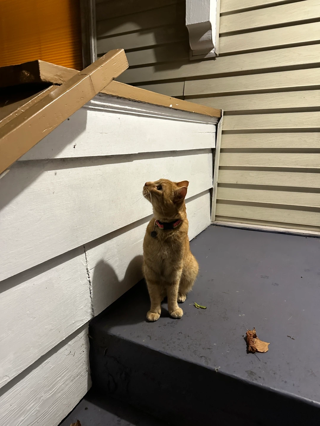 Theodore