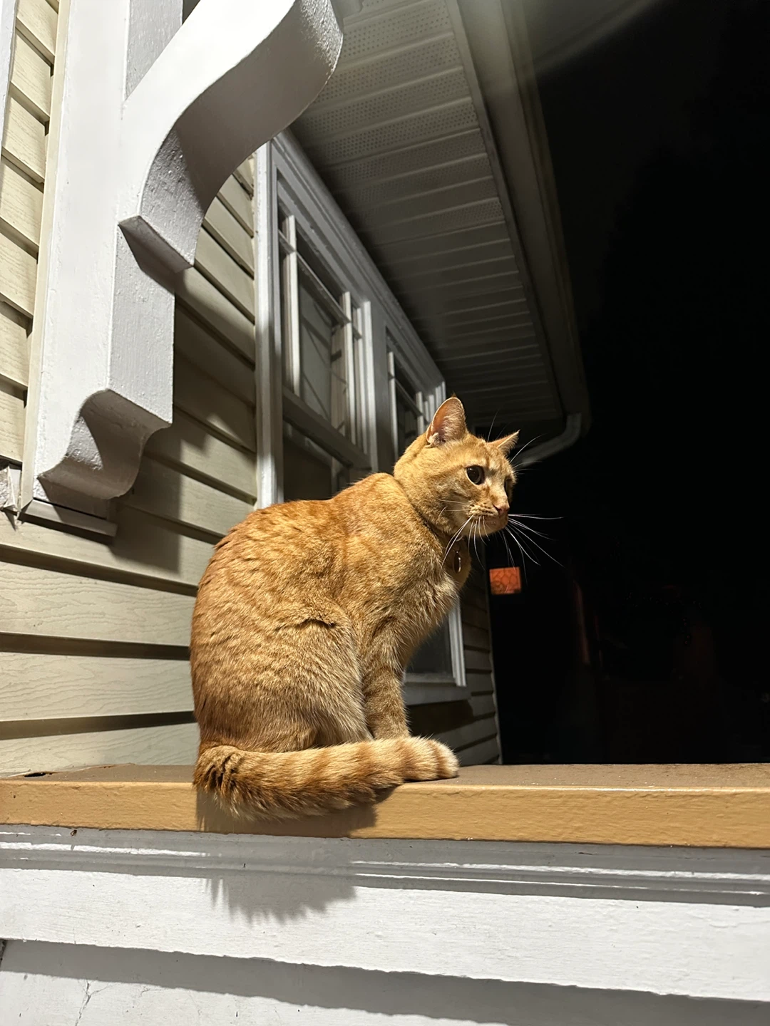 Theodore - photo 2