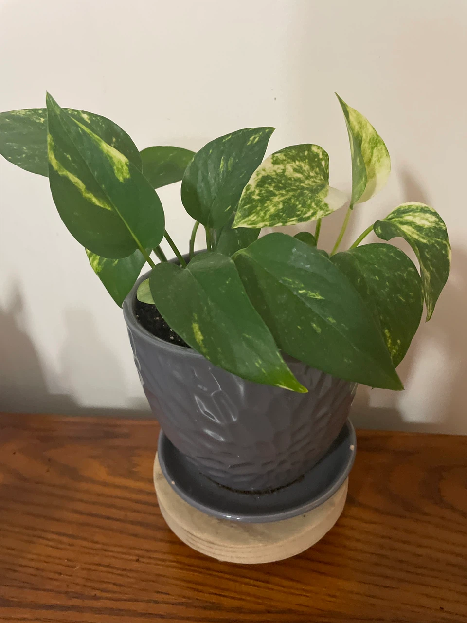 Pothos plant in grey textured pot