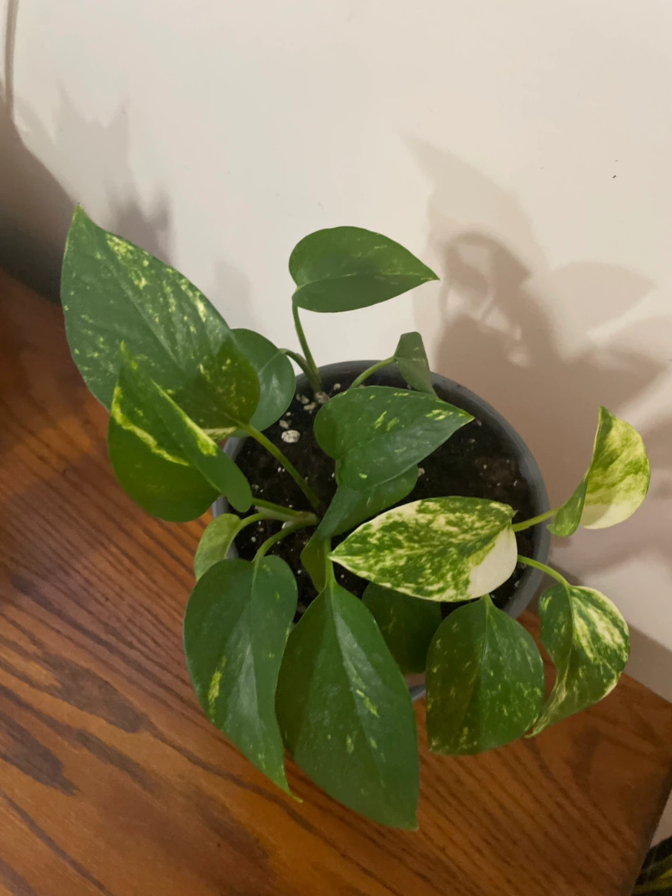 Pothos plant in grey textured pot - photo 2