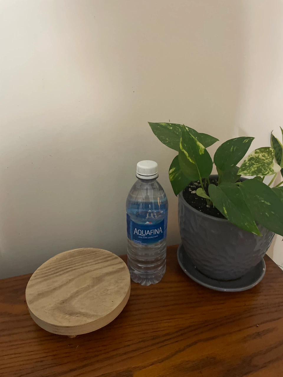 Pothos plant in grey textured pot - photo 3
