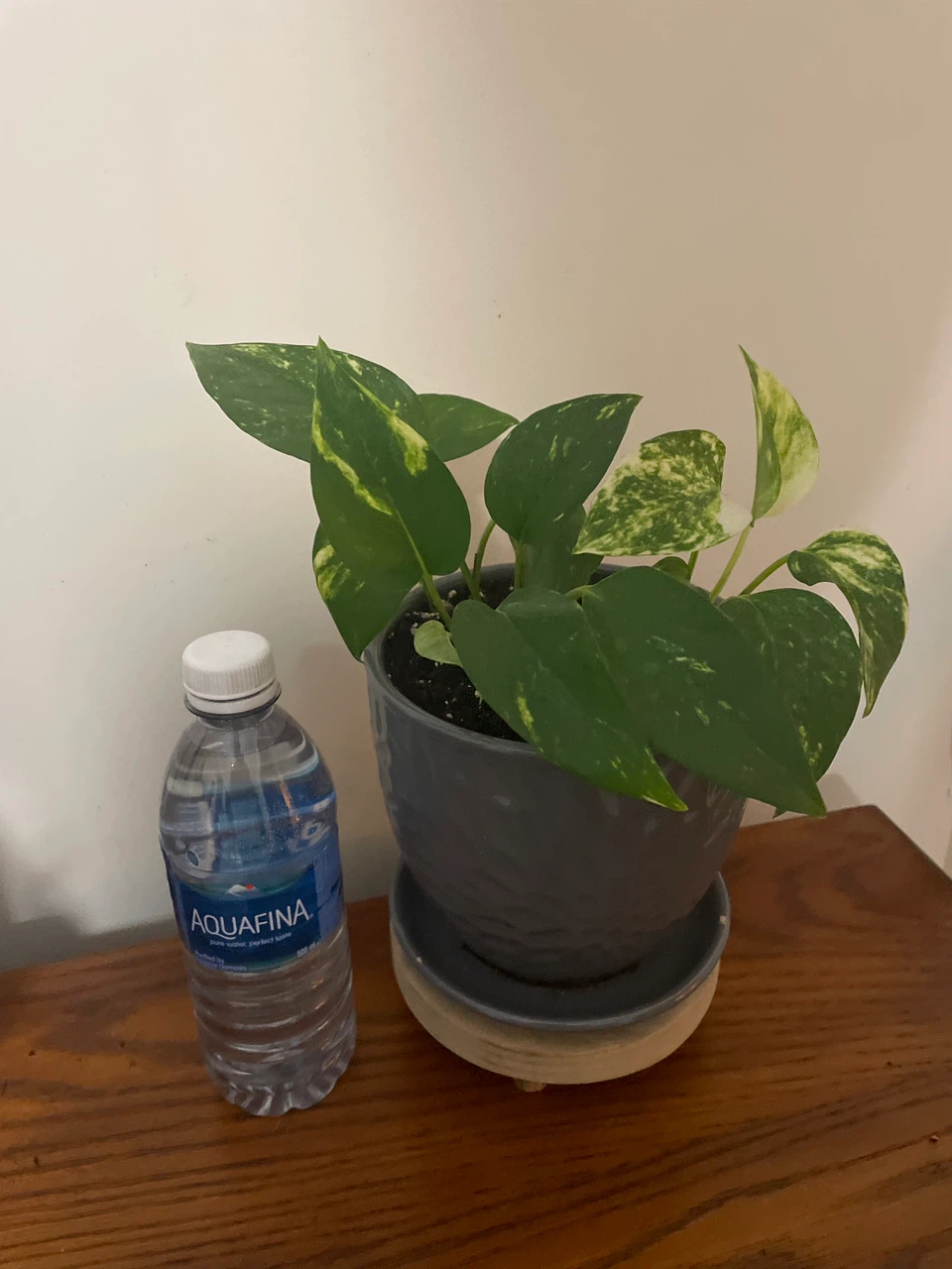 Pothos plant in grey textured pot - photo 4