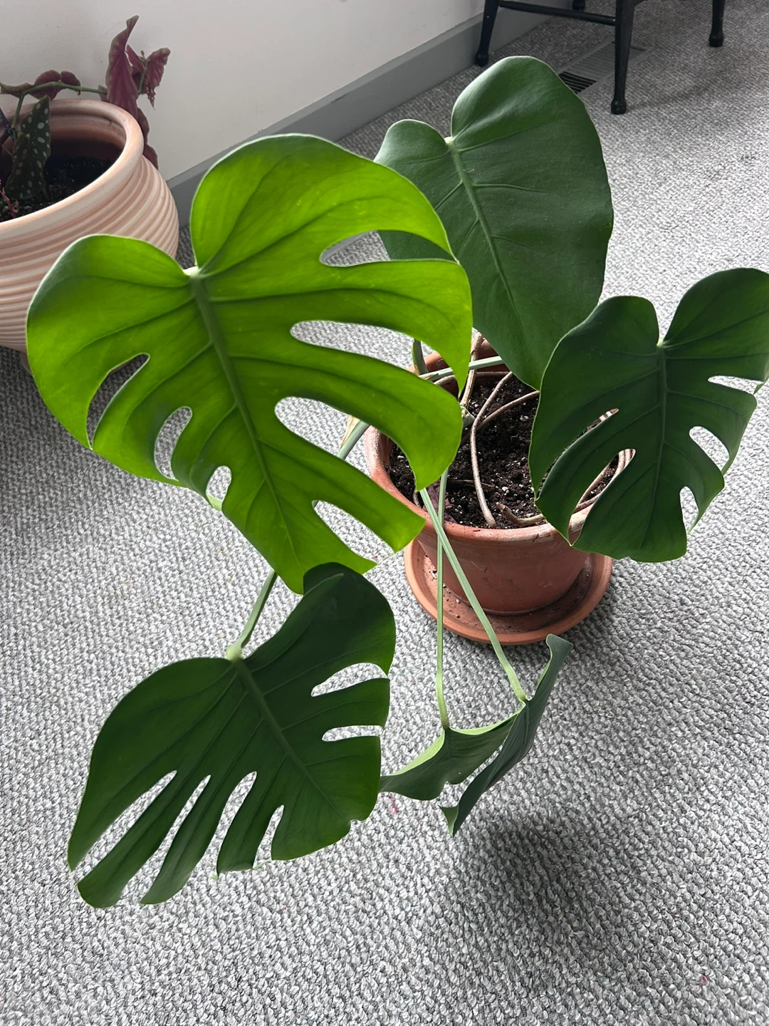 Monstera, Jade, others