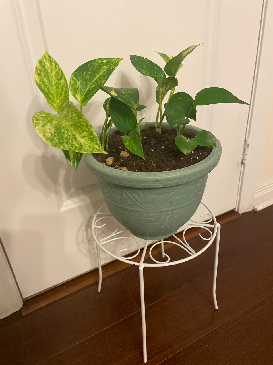 Golden Pothos in Pot with Plant Stand