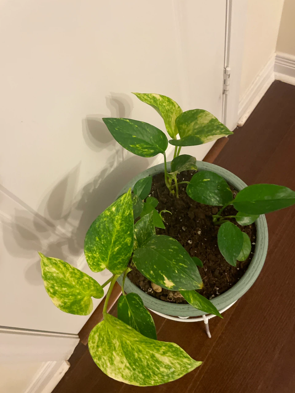 Golden Pothos in Pot with Plant Stand - photo 2