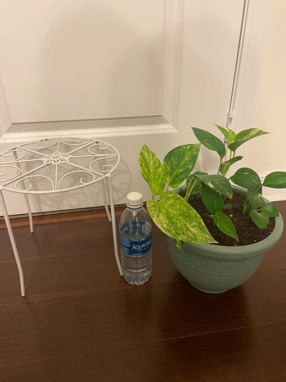 Golden Pothos in Pot with Plant Stand - photo 3