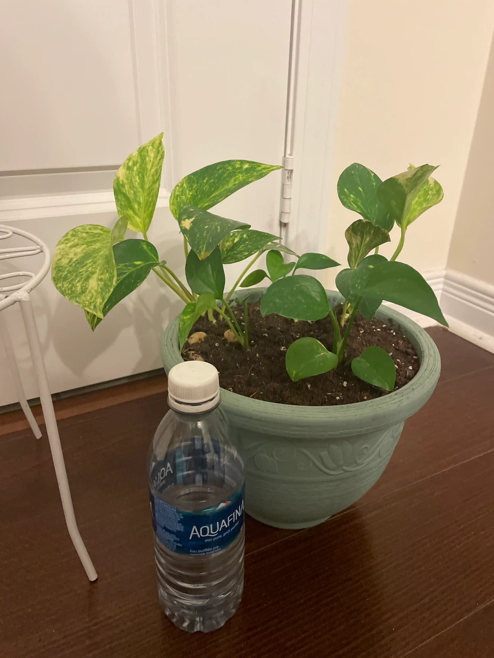 Golden Pothos in Pot with Plant Stand - photo 4