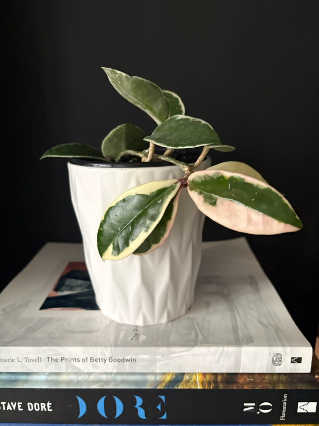 Hoya Carnosa Variegated Krimson Queen