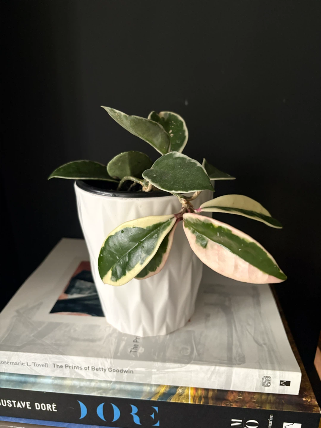 Hoya Carnosa Variegated Krimson Queen - photo 3