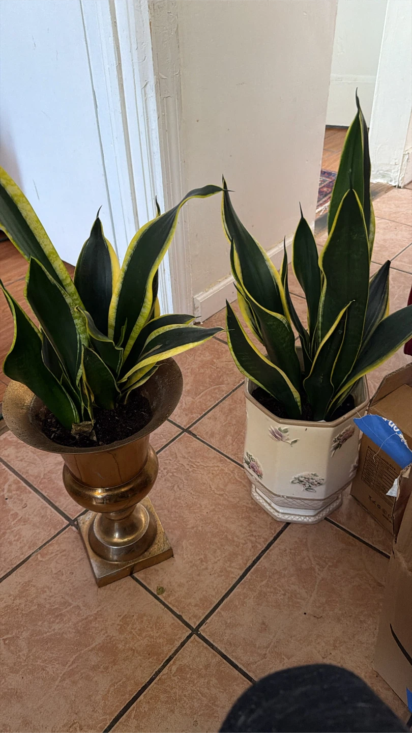 Two Snake Plants in Decorative Pots