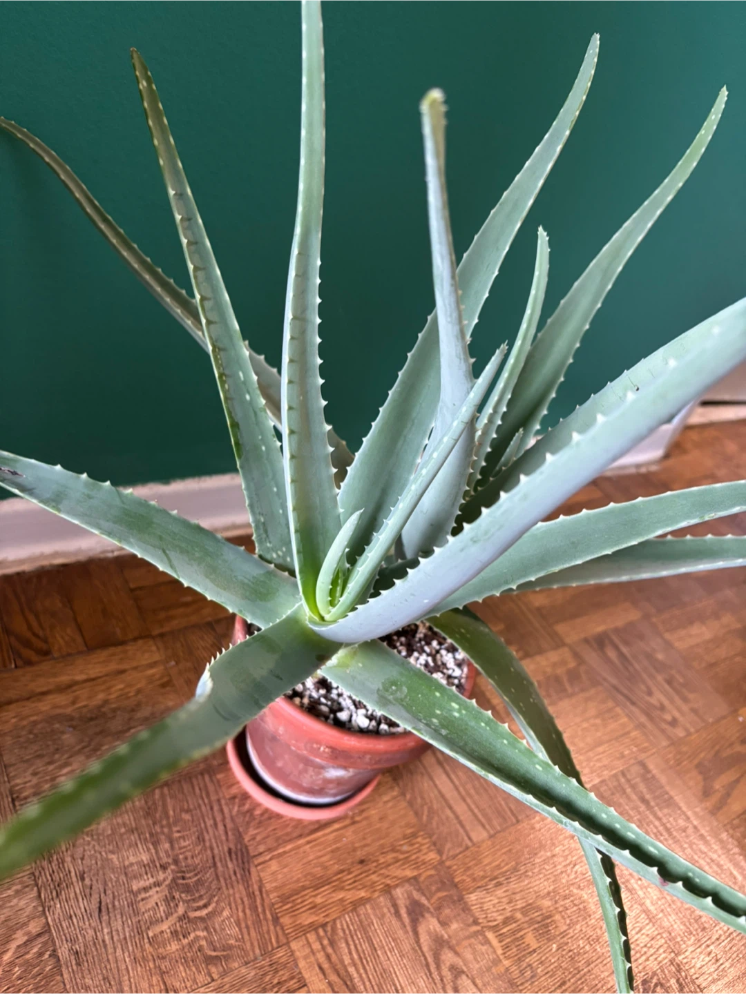 Blue Aloe in 5" Terracotta Pot