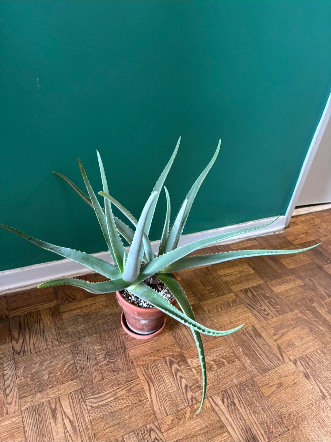 Blue Aloe in 5" Terracotta Pot - photo 2