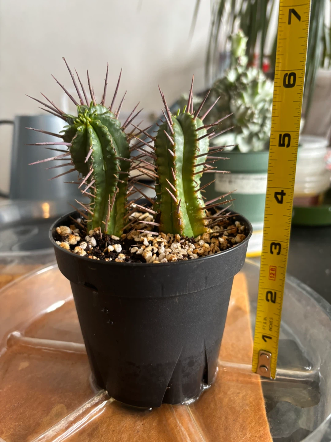 Euphorbia Ferox