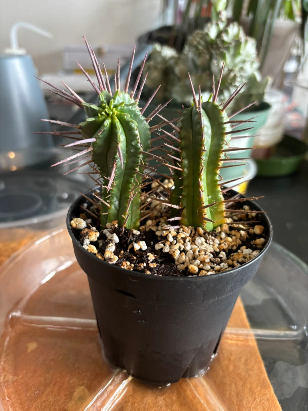 Euphorbia Ferox - photo 2