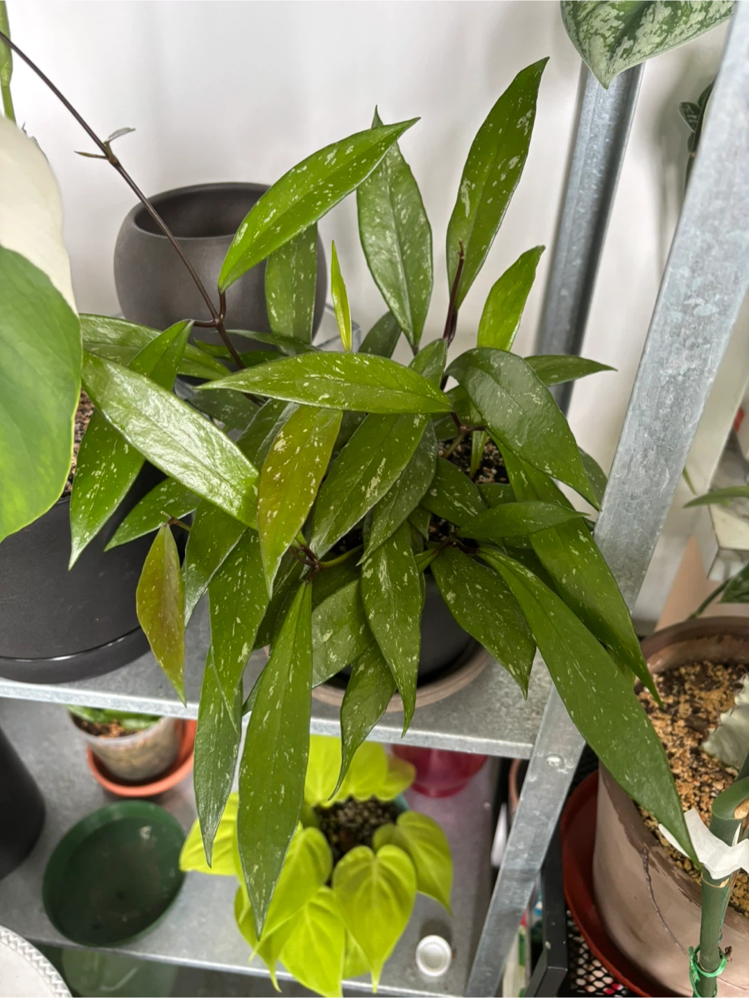 Hoya Pubicalyx