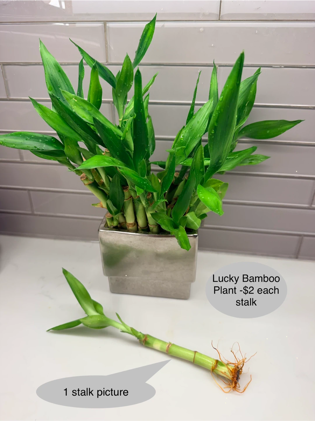 Lucky Bamboo Stalks