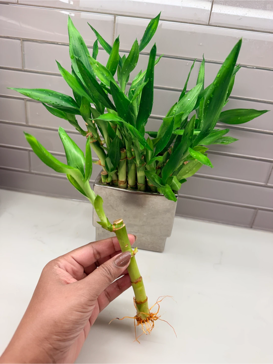 Lucky Bamboo Stalks - photo 2