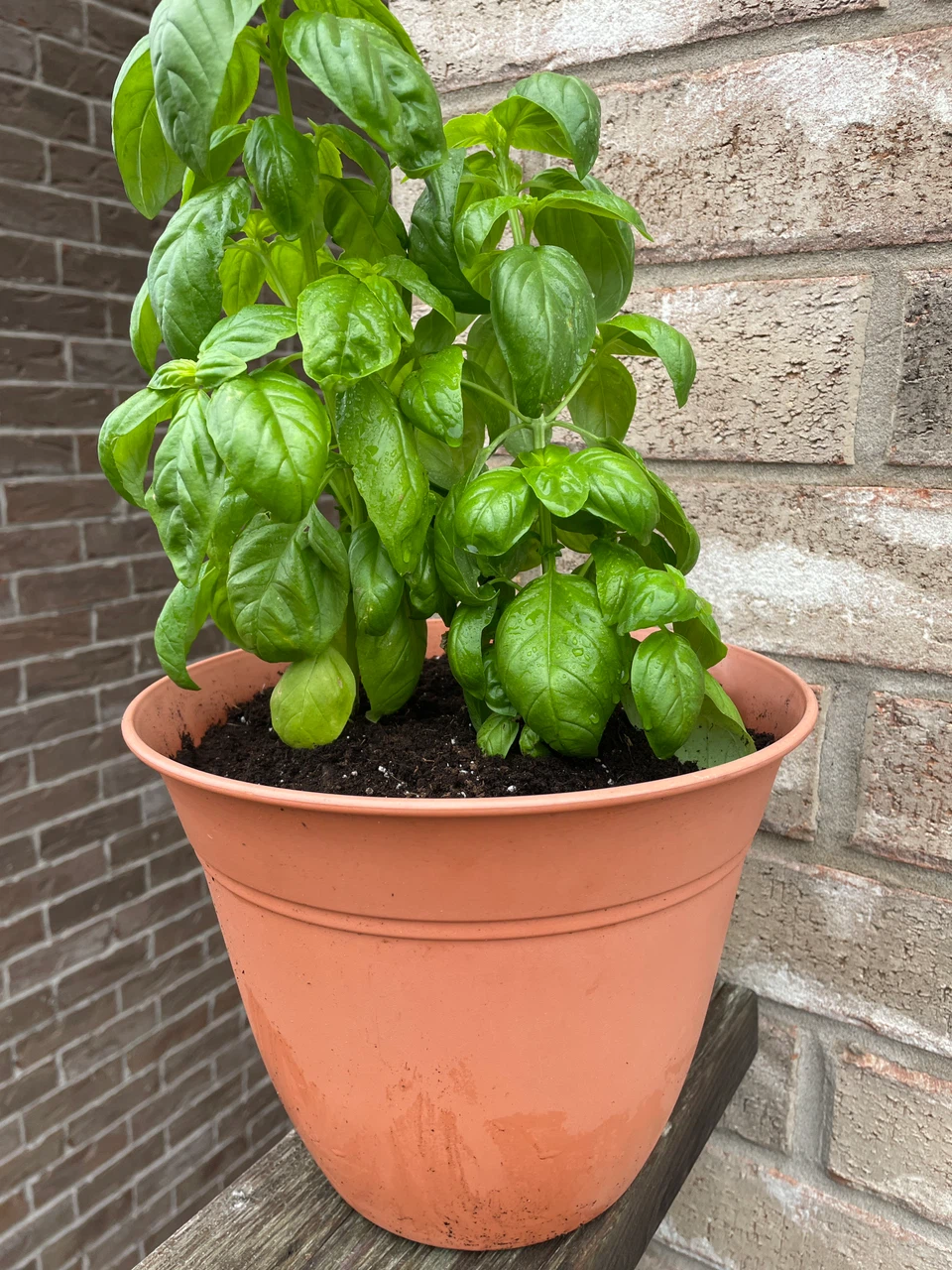 Fresh Potted Basil Plant