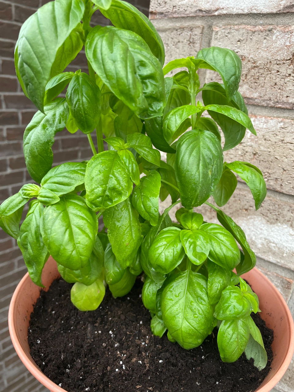 Fresh Potted Basil Plant - photo 2
