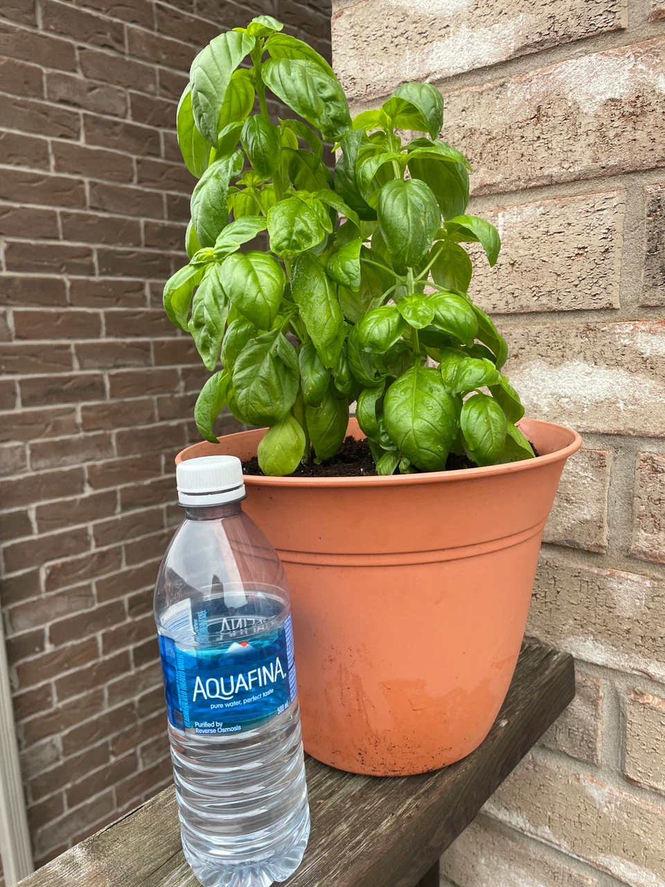 Fresh Potted Basil Plant - photo 3